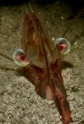 Head shot of 2 inch long shrimp on dusk dive on Mandarin ... by William Sturgeon 